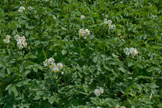 Campo de flores en una granja.