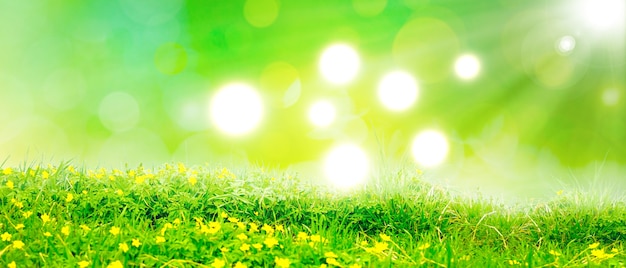 Campo de flores de hierba en el fondo de primavera con luz solar