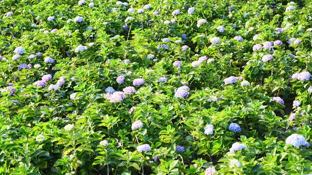 Campo de flores de hortensias en el jardín de hortensias hermosas flores florecen bajo el sol