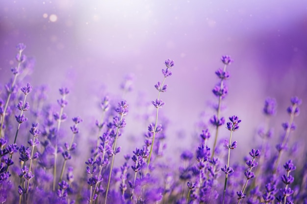 Campo de flores de lavanda Blooming Violet fragantes flores de lavanda