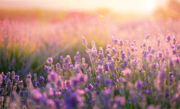 Campo de flores de lavanda floreciente en el fondo del atardecer