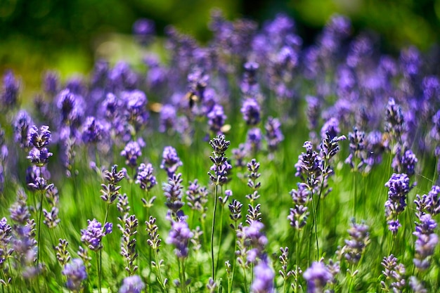 Campo de flores de lavanda. Lavanda en crecimiento y floración