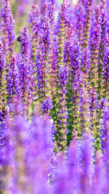 Foto campo de flores de lavanda púrpura bajo el sol dentro del jardín