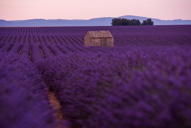 Foto campo de flores de lavanda púrpura con solitaria casa de piedra abandonada valensole provence francia