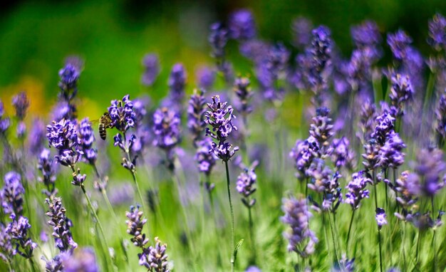 Campo de flores de lavanda