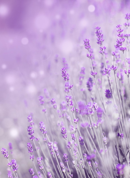 Campo de flores de lavanda