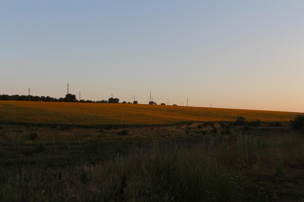 Un campo de flores y líneas eléctricas.