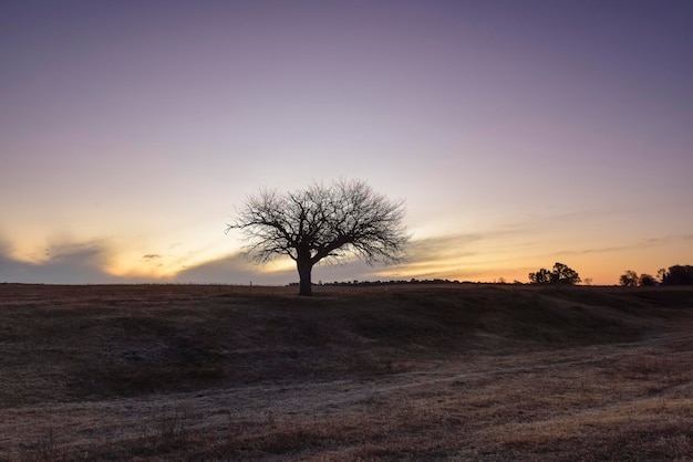 Campo de flores en la llanura de las Pampas Provincia de La Pampa Patagonia Argentina