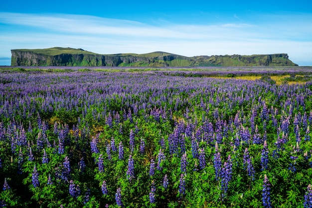 Campo de flores de Lupin en Vik Islandia.