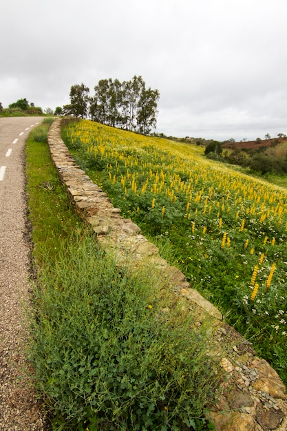 Campo de flores de lupino amarillo