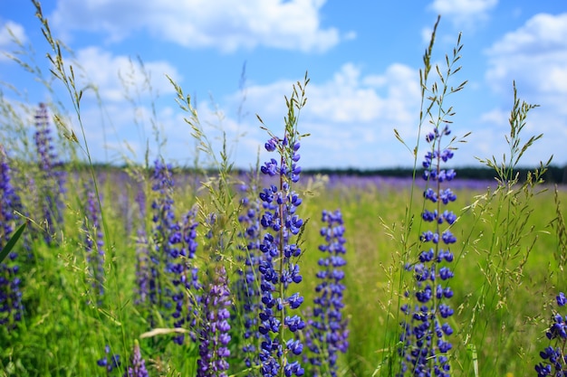 Campo de flores de lupino bajo un cielo azul