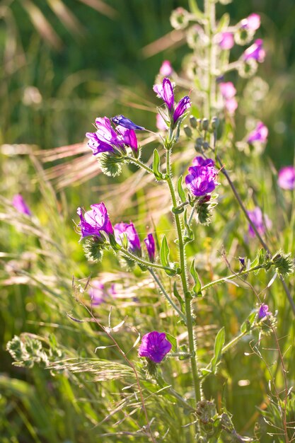 Campo con flores en la luz del sol de la tarde