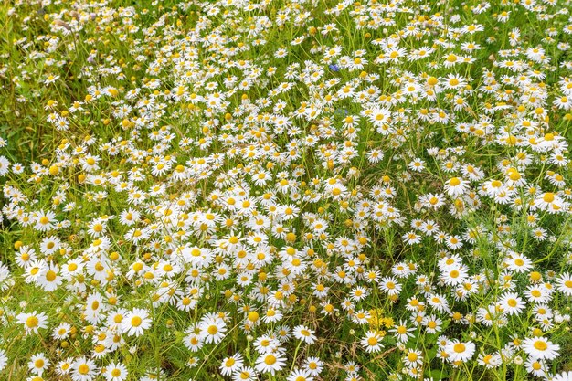 Campo de flores de manzanilla Hermosas flores florecen en el prado Día de verano