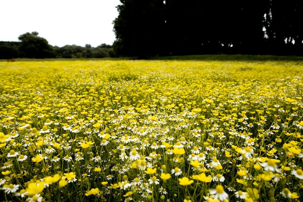 Campo de flores de manzanilla en un hermoso día soleado