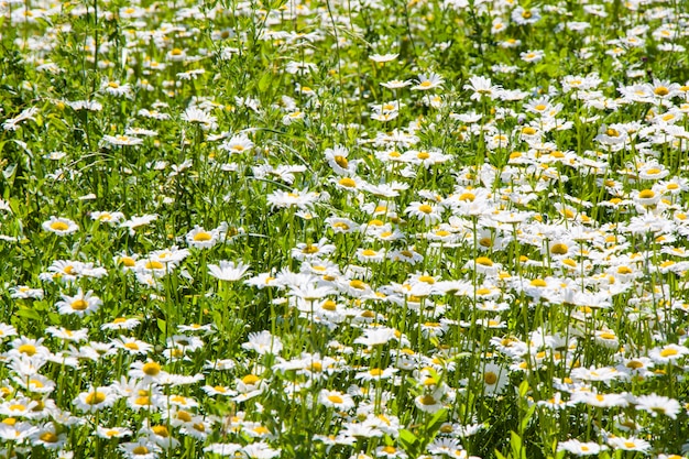 Campo de flores de margarita, gran grupo de manzanillas, luz del día y al aire libre