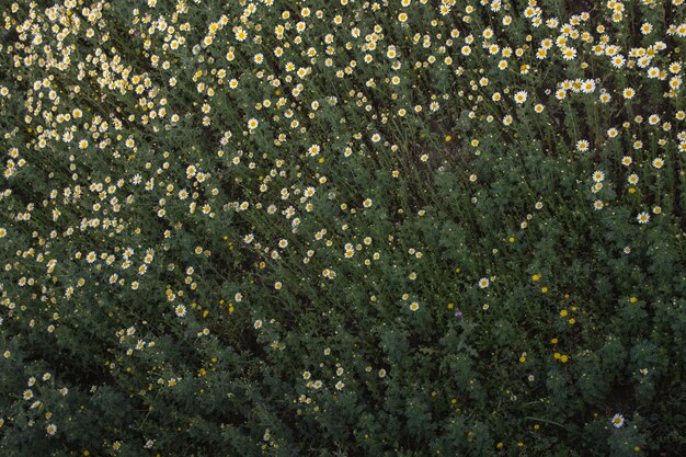 Campo de flores de margarita durante la primavera con fondo de flores blancas de margarita