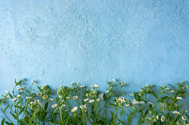 Campo de flores margaritas sobre un fondo azul.