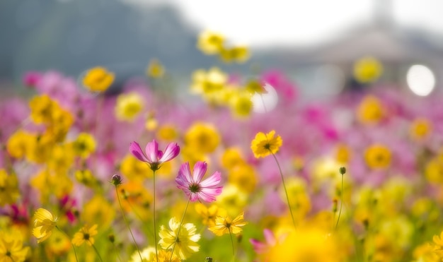 Un campo de flores con una montaña al fondo