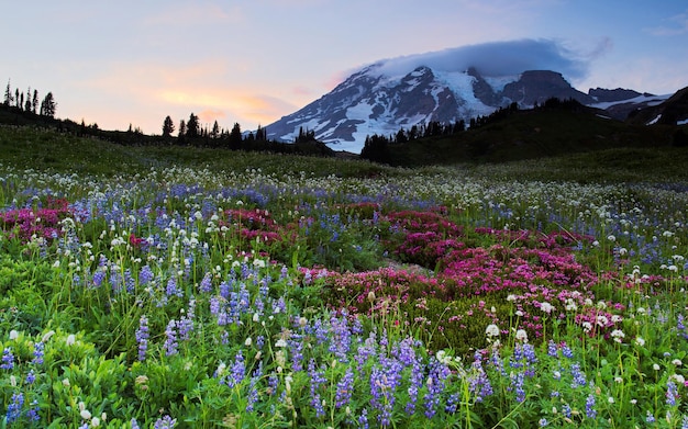 un campo de flores con una montaña en el fondo