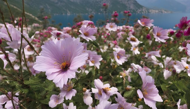 Foto un campo de flores con montañas en el fondo