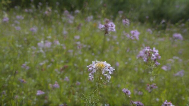 Campo de flores con un montón de flores blancas y púrpuras floreciendo flores de la vida silvestre