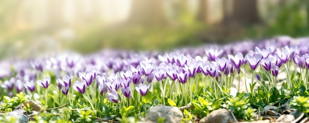 un campo de flores moradas y blancas con el sol brillando