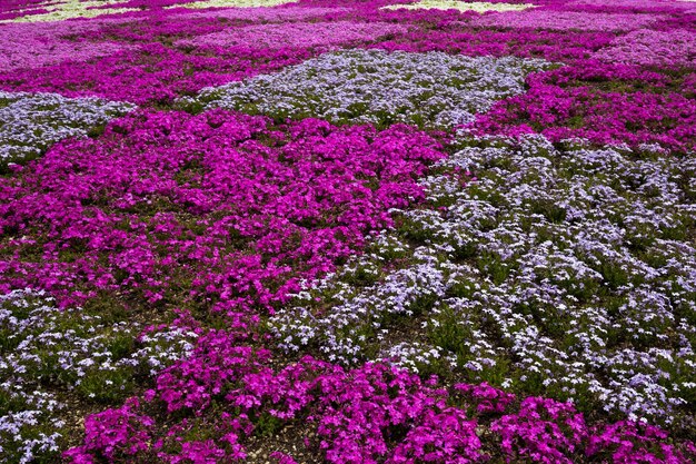 Un campo de flores moradas con un cuadrado blanco en el centro.