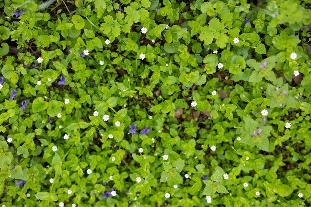 Un campo de flores moradas con una flor blanca en la parte superior.