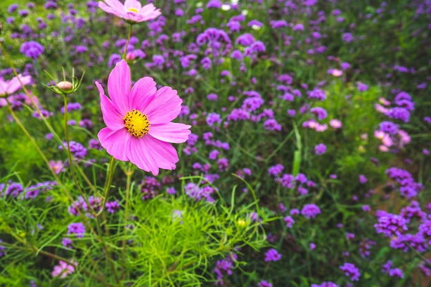 Un campo de flores moradas con una flor rosa en el centro.