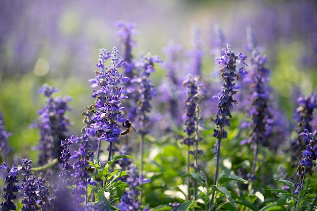 campo de flores moradas