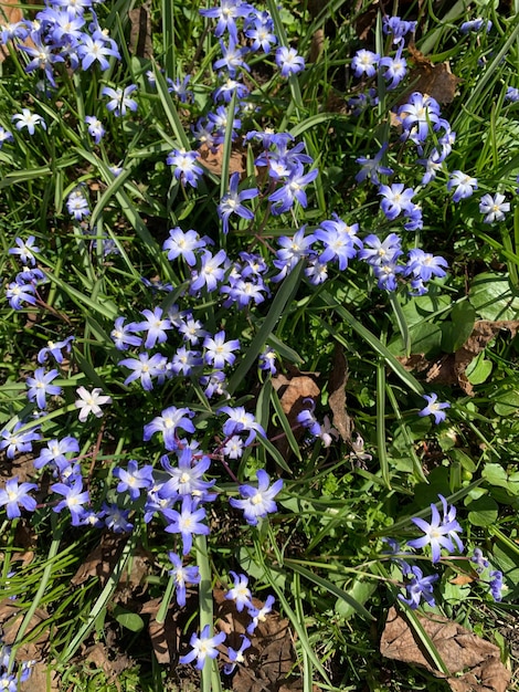 Un campo de flores moradas