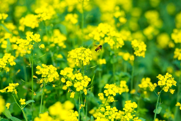 Foto el campo de flores de mostaza está floreciendo