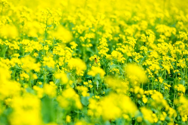 Foto el campo de flores de mostaza está floreciendo