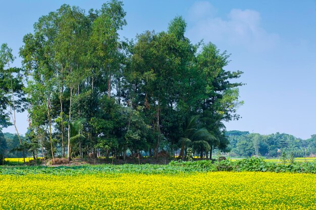 Foto el campo de flores de mostaza está floreciendo