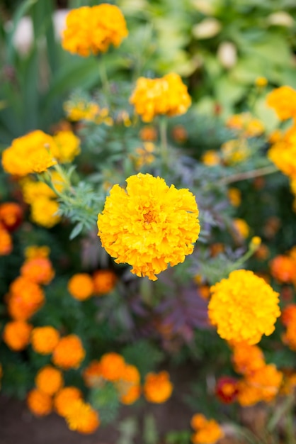 Campo de flores naranjas