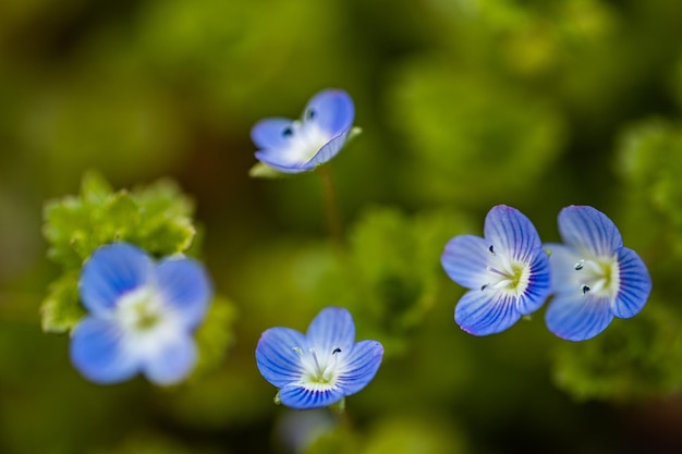 Campo de flores nemophila, flores pequeñas y azules. primer plano, de, flores azules, florecer, parque, naturaleza