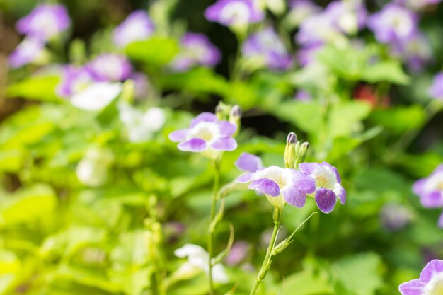 Campo de flores o hierba