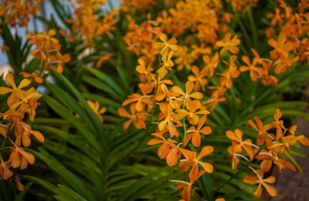 Campo de flores de orquídeas naranjas en el jardín