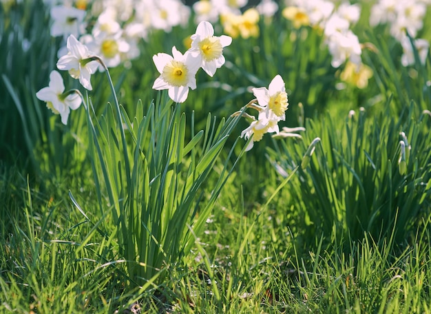 Un campo de flores con la palabra narcisos