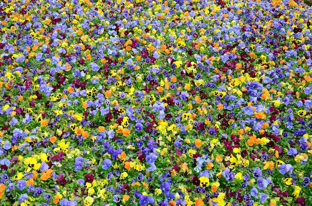 Campo de flores de pensamiento multicolor