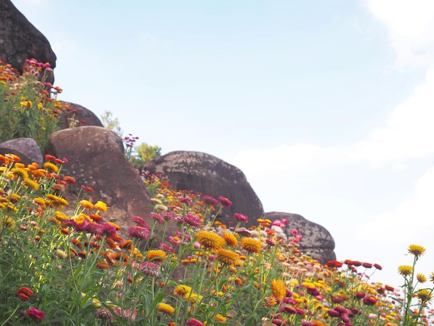 Campo de flores pequeñas de colores y rocas grandes