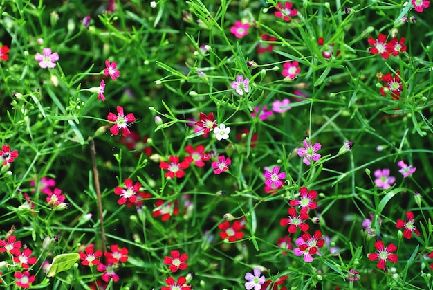 Campo de flores con pequeños pétalos de colores