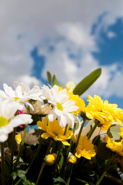 campo de flores en primavera con fondo de cielo nublado