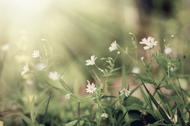 Campo de flores de primavera vintage en el resumen de la naturaleza del cielo