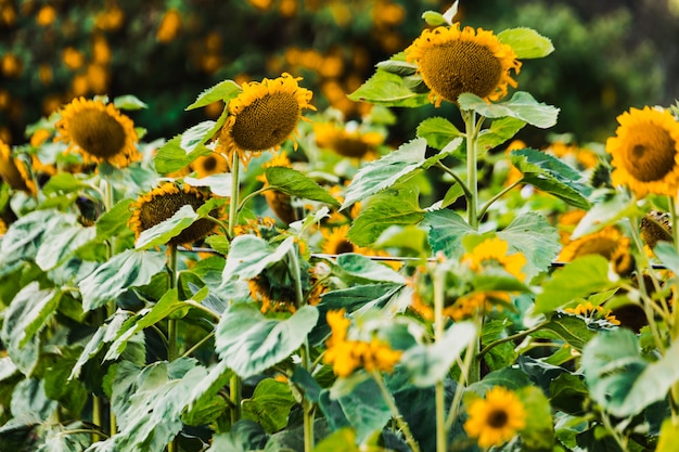 Campo de flores de primavera