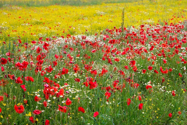 Un campo de flores primaverales en Castiglione del Lago