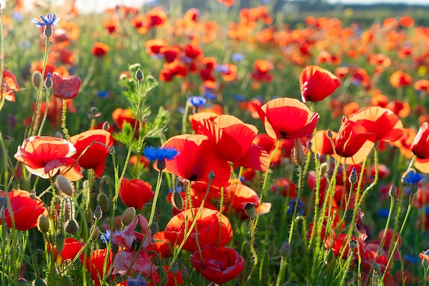 Campo de flores rojas de amapola de cerca