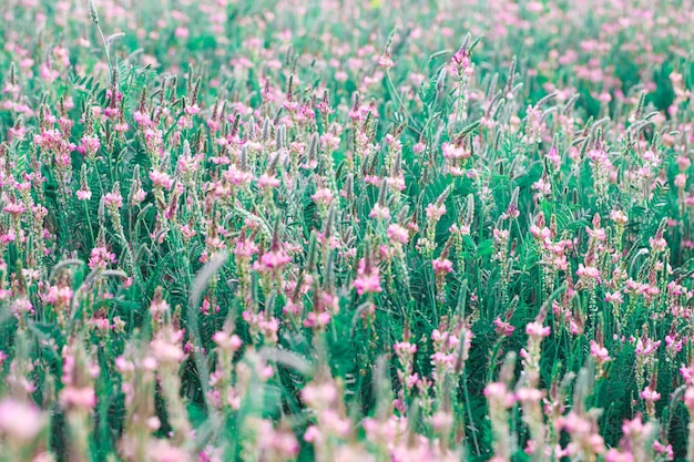 Campo de flores rosas Sainfoin Onobrychis viciifolia Antecedentes de flores silvestres Agricultura Flores silvestres florecientes de esparceta o trébol sagrado