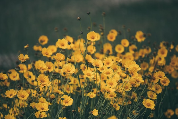 Campo de flores de Rudbekia, floreciendo en verano, fondo floral