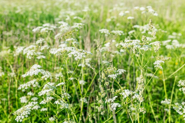 Un campo con flores silvestres blancas en un día soleado y caluroso. Fondo.
